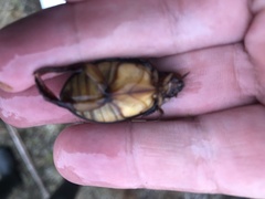 Cybister lateralimarginalis