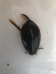 Cybister lateralimarginalis