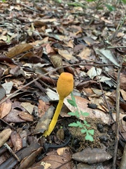 Leucocoprinus brunneoluteus