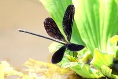 Atrocalopteryx atrata