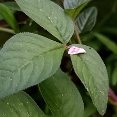 Eublemma roseana