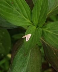 Eublemma roseana