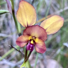 Diuris