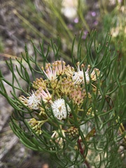 Serruria fasciflora