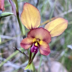 Diuris