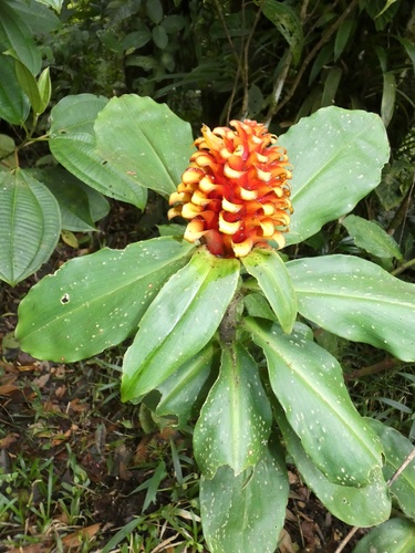 Costus curvibracteatus, photograph 2