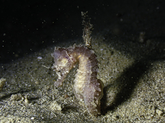 Hippocampus hippocampus