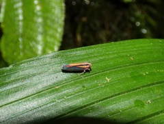 Cicadellinae