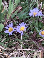 Symphyotrichum divaricatum