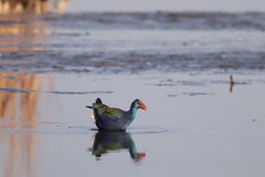 Porphyrio madagascariensis