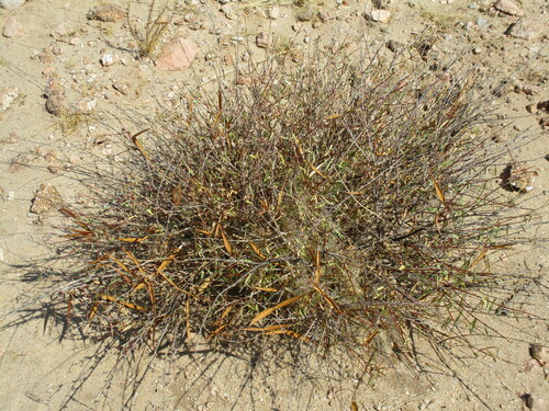 Image of Jackalplant (Cryptolepis decidua) by no rights reserved