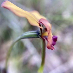 Diuris