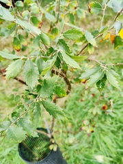 Ulmus crassifolia