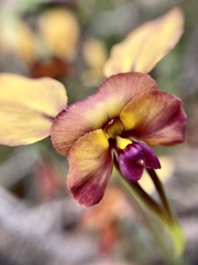 Diuris