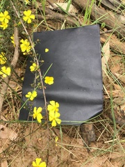 Hibbertia acicularis