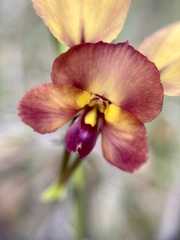 Diuris