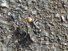 Camponotus aeneopilosus