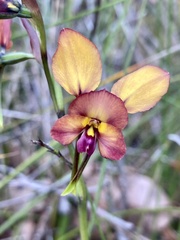 Diuris
