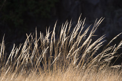 Muhlenbergia emersleyi