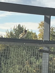 Phylloscopus collybita