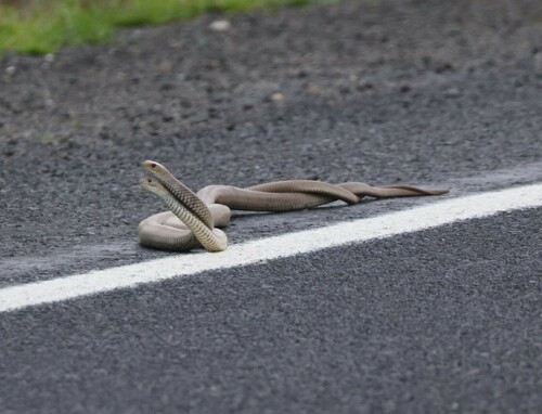 Eastern Brown Snake sighting