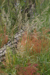 Eragrostis lehmanniana