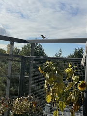 Phylloscopus collybita