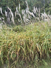 Miscanthus