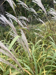 Miscanthus