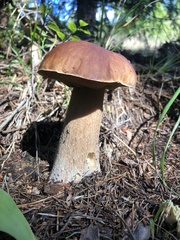 Boletus