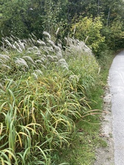 Miscanthus