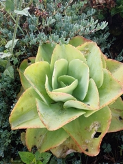 Gibbiflorae