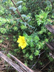 Hibbertia obtusifolia