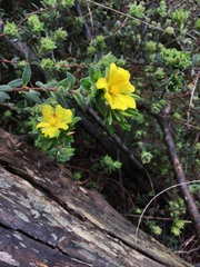Hibbertia obtusifolia