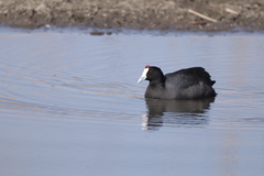 Fulica cristata