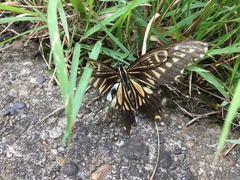 Papilio xuthus