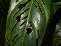 Sclerosomatidae