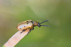 Crioceris nigropunctata