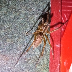 Agelenopsis