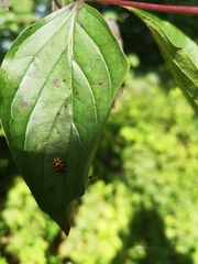 Harmonia axyridis