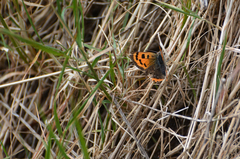 Lycaena phlaeas phlaeoides