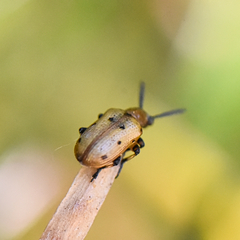 Crioceris nigropunctata