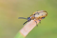 Crioceris nigropunctata