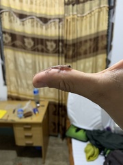 Hemidactylus platycephalus