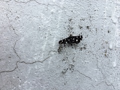 Bocchoris inspersalis