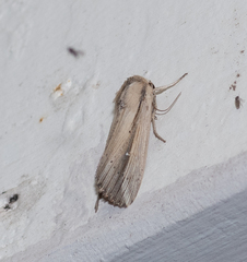 Leucania stenographa