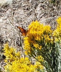 Polygonia faunus