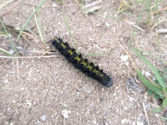 Dysschema centenaria