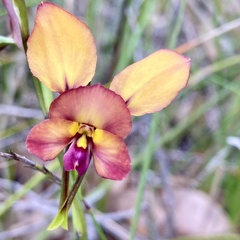 Diuris