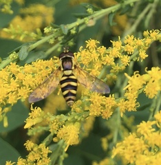 Epistrophella emarginata